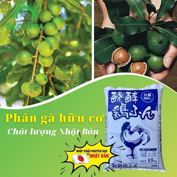 Phân bón hữu cơ dùng cho cây mắc ca hiệu quả