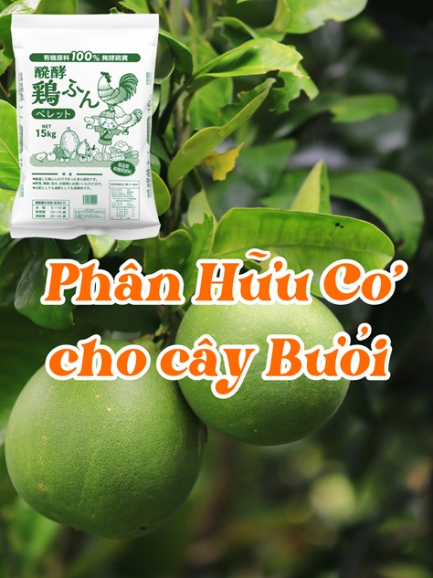 Phân hữu cơ cho cây Bưởi