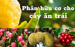 PHÂN GÀ HỮU CƠ NHẬP KHẨU NHẬT BẢN HIỆU QUẢ CAO CHO CÂY ĂN TRÁI