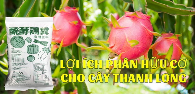 Lợi ích của phân hữu cơ đối với cây thanh long