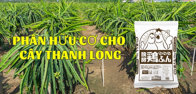 Phân gà Nhật Bản dùng cho cây Thanh Long