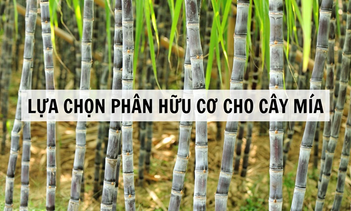 PHÂN HỮU CƠ TỐT NHẤT CHO CÂY MÍA