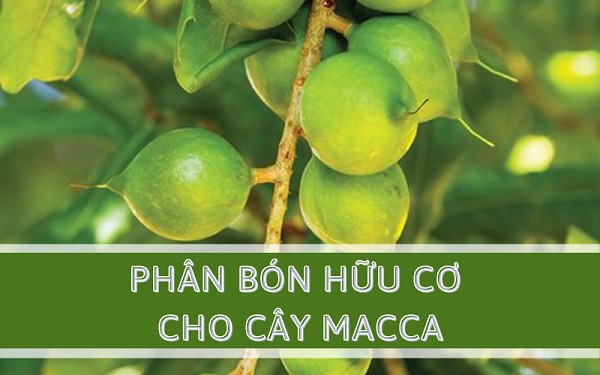 Phân hữu cơ chuyên dụng cho cây Mắc ca