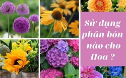 Sử dụng phân hữu cơ hiệu quả cho cây hoa