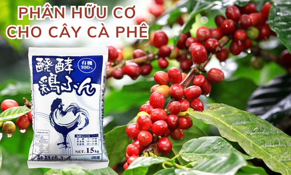 Phân hữu cơ Nhật cho cây Cà phê