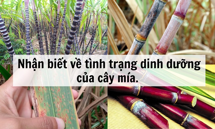 NHẬN BIẾT CÂY MÍA BỊ THIẾU DINH DƯỠNG VÀ GIẢI PHÁP