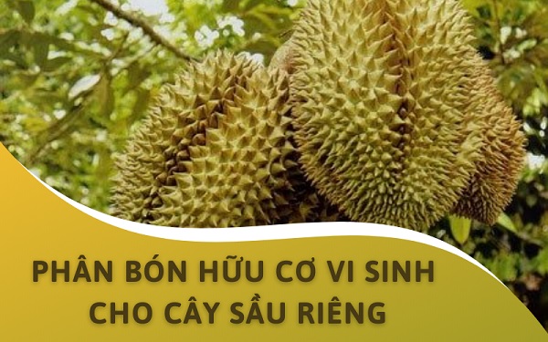 Hướng dẫn bón phân hữu cơ hiệu quả cho cây sầu riêng