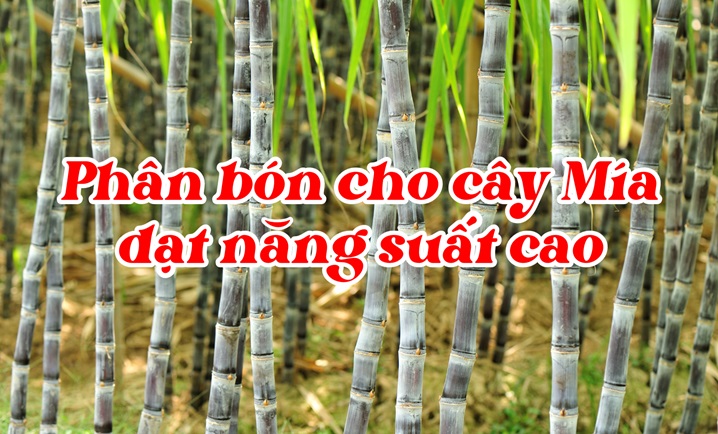 PHÂN HỮU CƠ VIÊN NỞ DÙNG CHO CÂY MÍA - BÍ QUYẾT ĐẠT NĂNG SUẤT CAO