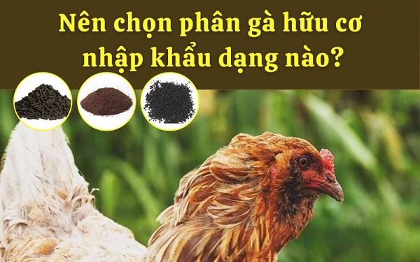 Nên chọn phân gà hữu cơ nhập khẩu dạng nào?