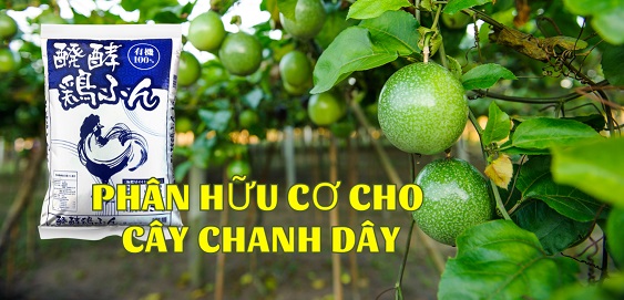 Phân bón hữu cơ chuyên dùng cho chanh dây