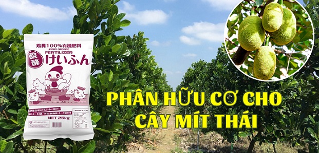 Phân gà hữu cơ Nhật Bản chuyên dụng cho cây mít Thái